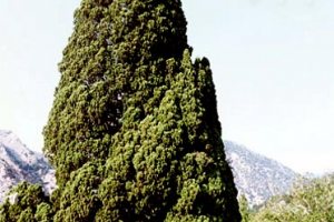 Old Harzevil Cypress Tree