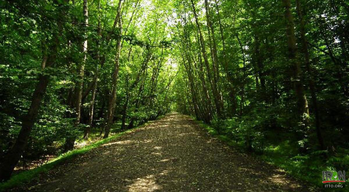 Noor Forest Park - Mazandaran Province