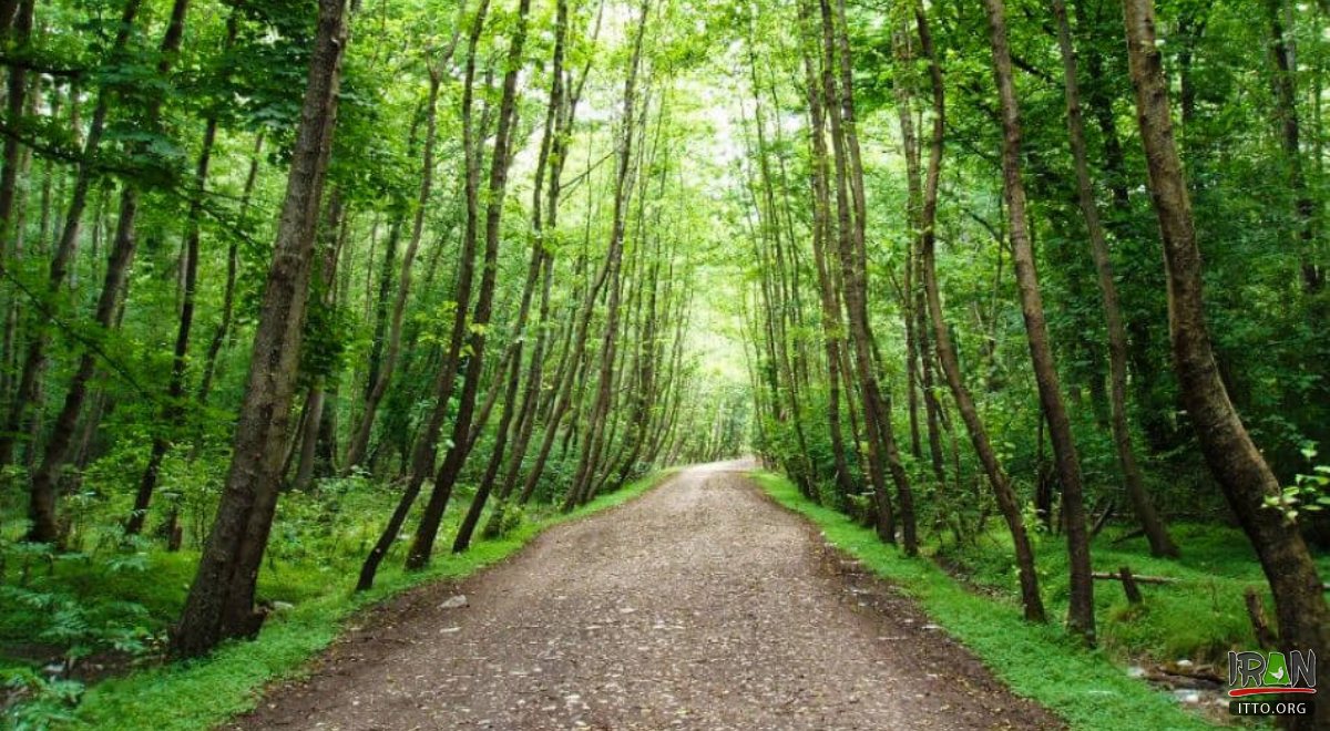 Noor Forest Park - Mazandaran Province
