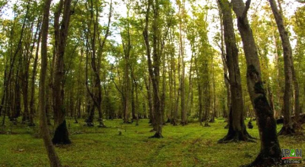 Noor Forest Park - Mazandaran Province