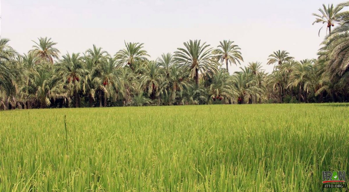 Nikshahr - Sistan va Balouchestan