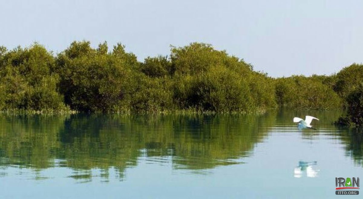 Hara Forest - Qeshm Island