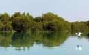 Hara Forest - Qeshm Island (Thumbnail)