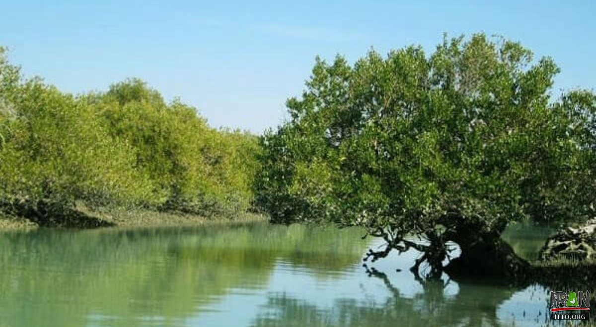 Hara Forest - Gheshm Island