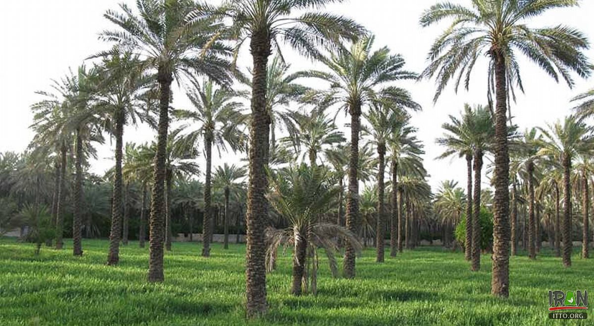 Jahrom (Jahrum) city 2025, Fars province - Things to do and places to ...