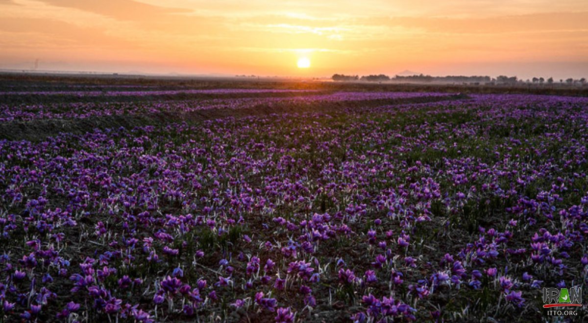 Torbat-e Heydarieh - Saffron Fields