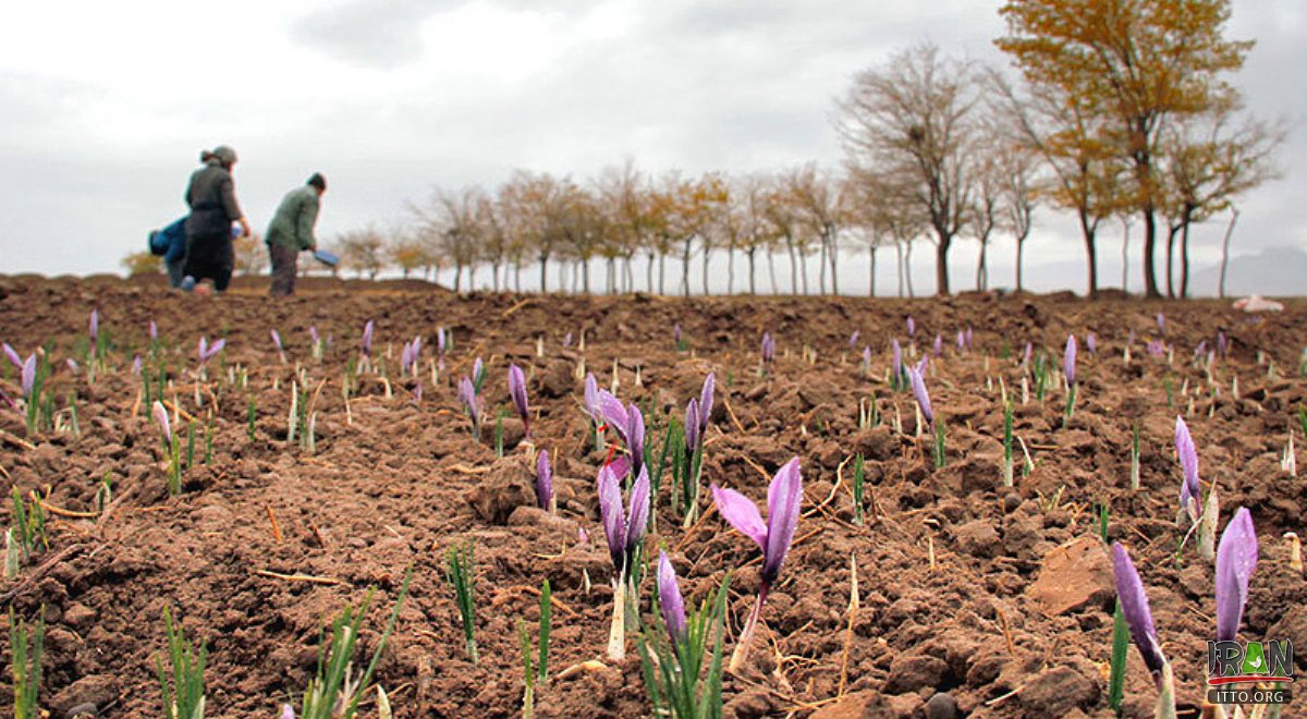 Torbat-e Heydarieh - Saffron Fields
