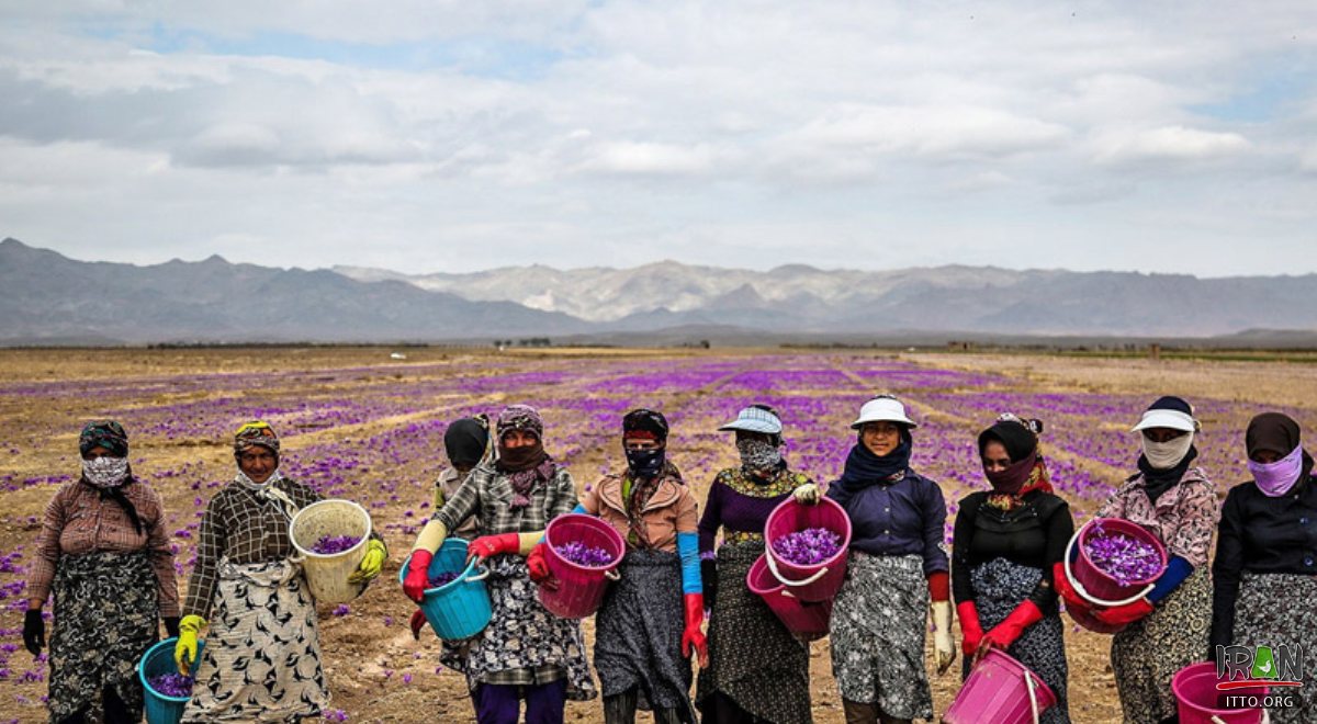 Torbat-e Heydarieh - Saffron Harvest