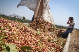 Picking pistachios - Hajiabad