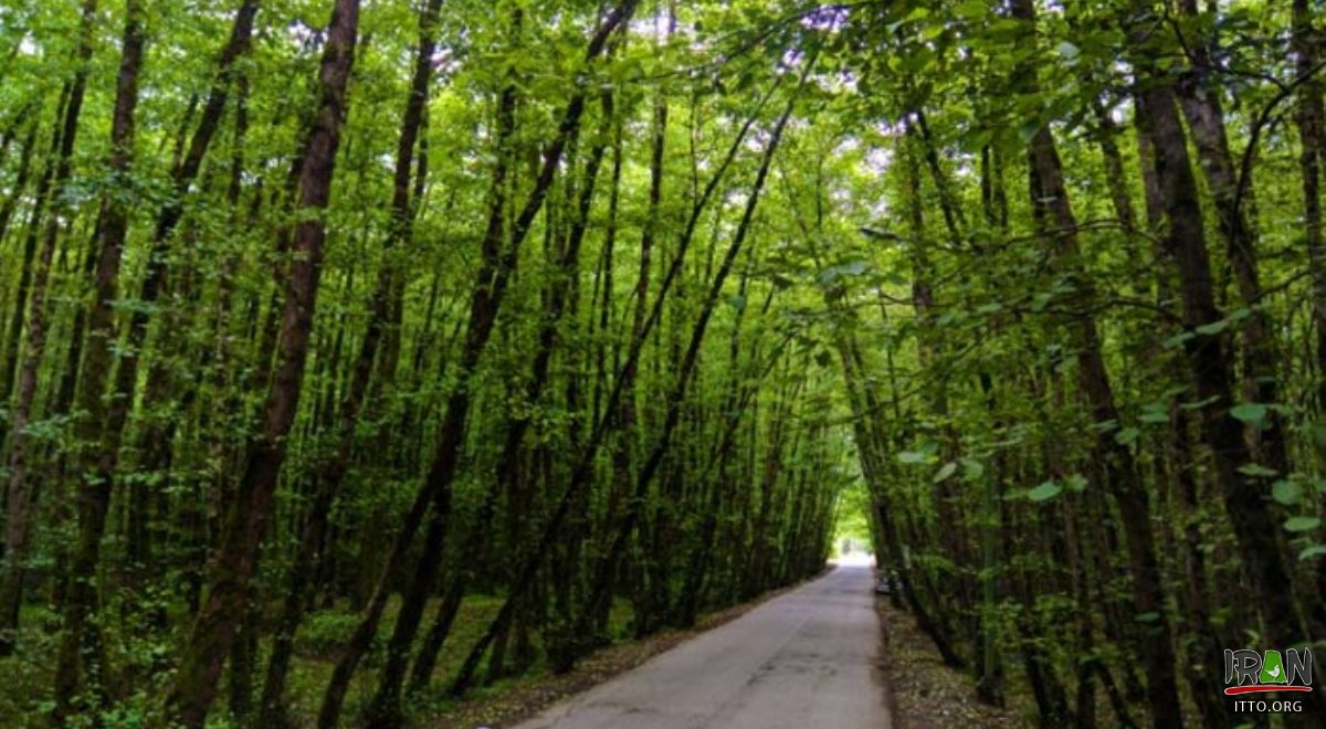 Gissoom Jungle - Talesh