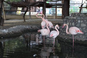 Tehran Zoological Garden