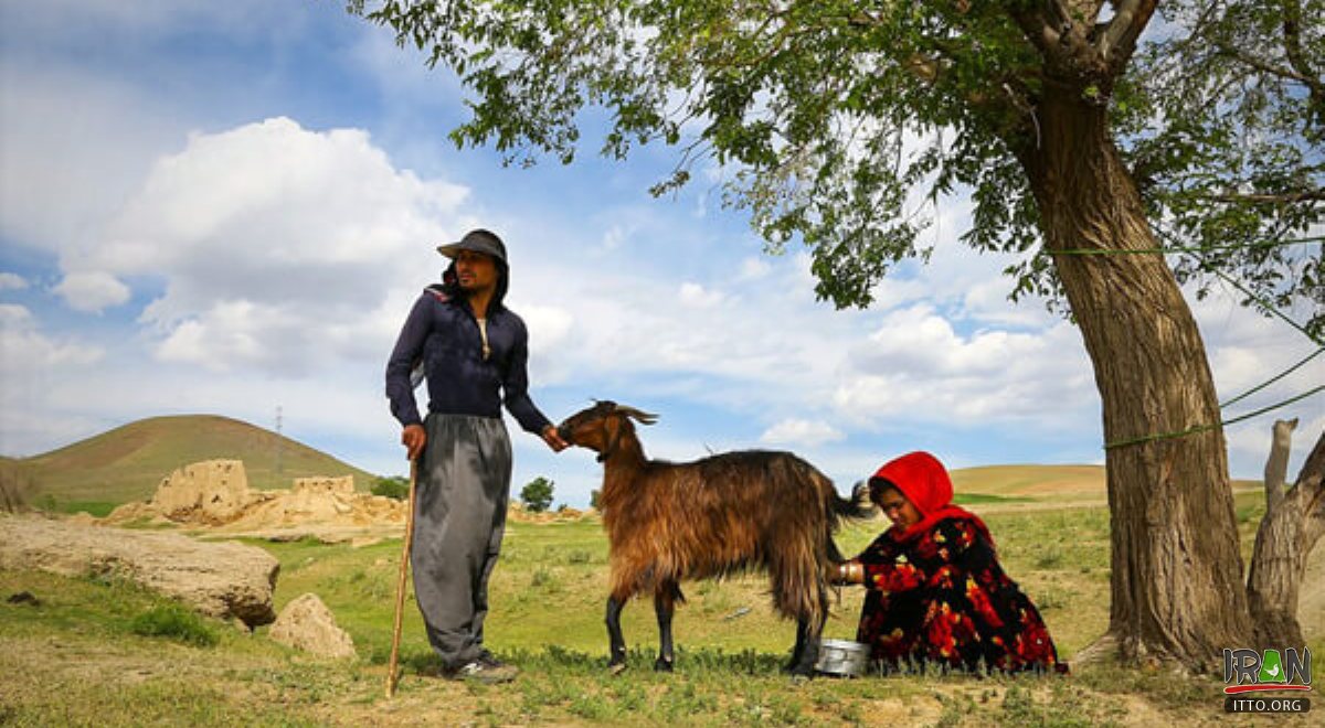 Nomads in Hamedan Province - Bahar