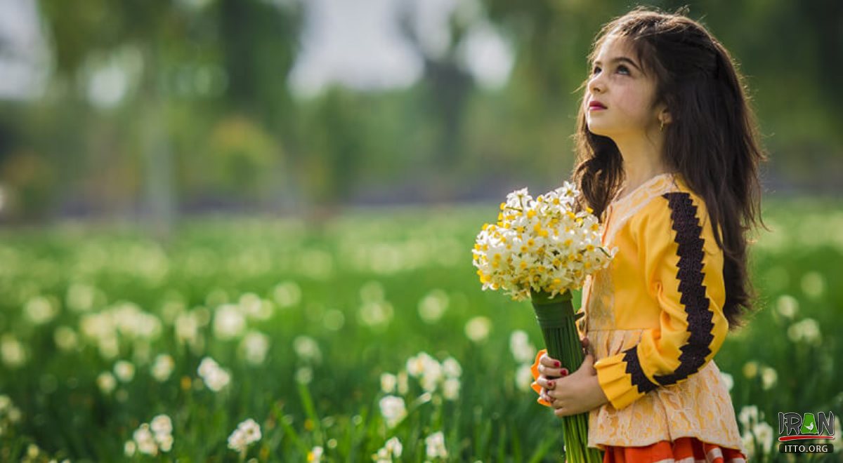 Persian Narcissus (Daffodil) Farms - Behbahan