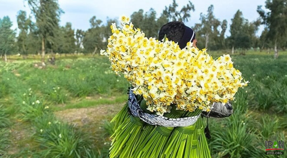 Persian Narcissus (Daffodil) Farms - Behbahan