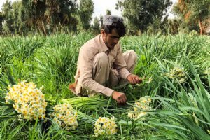 Persian Narcissus (Daffodil) Farms - Behbahan