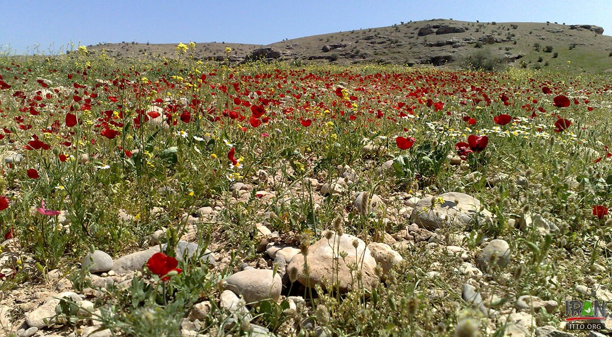 Anjirak Village - Behbahan