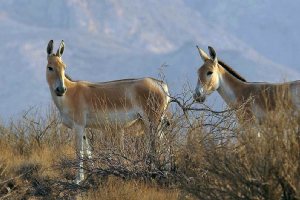 Kavir National Park and Wildlife