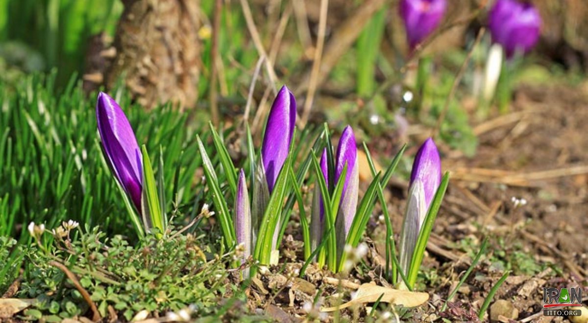 Qaen (Qayen) - Land of Saffron