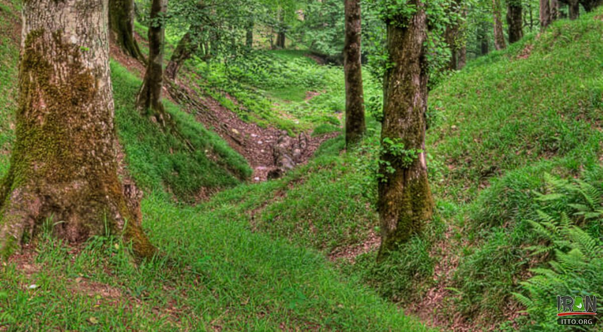 Dalikhani Forest (Ramsar)