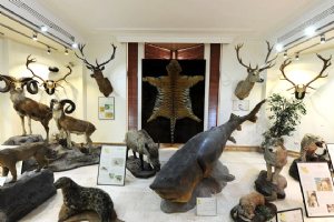 Iran Wildlife and Nature Museum - Dar Abad (Tehran)