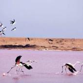 flamingos in Lipar Pink Lagoon