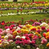 Isfahan Flower Garden