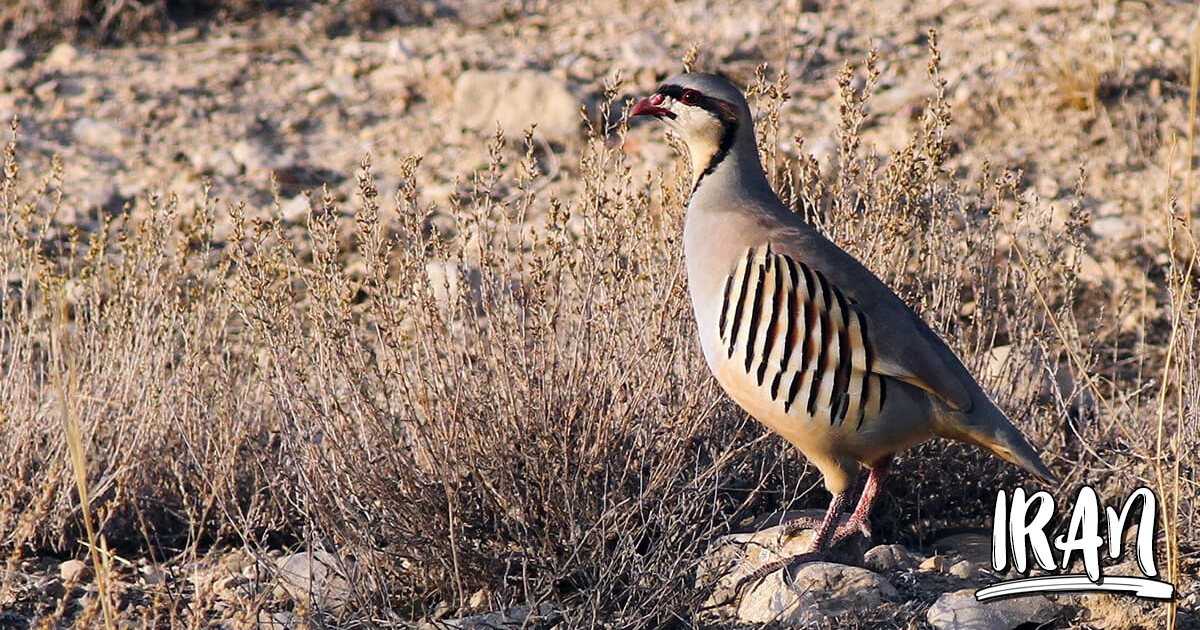 PHOTO Golestan National Park (Behrad Farkhondeh) Iran Travel and Tourism