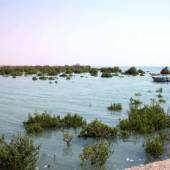 Hara Forest Protected Area in Qeshm Island