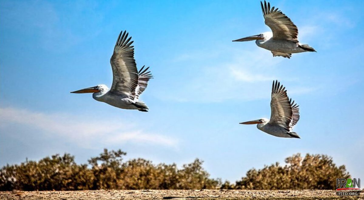 Harra mangrove forest - Qeshm Island