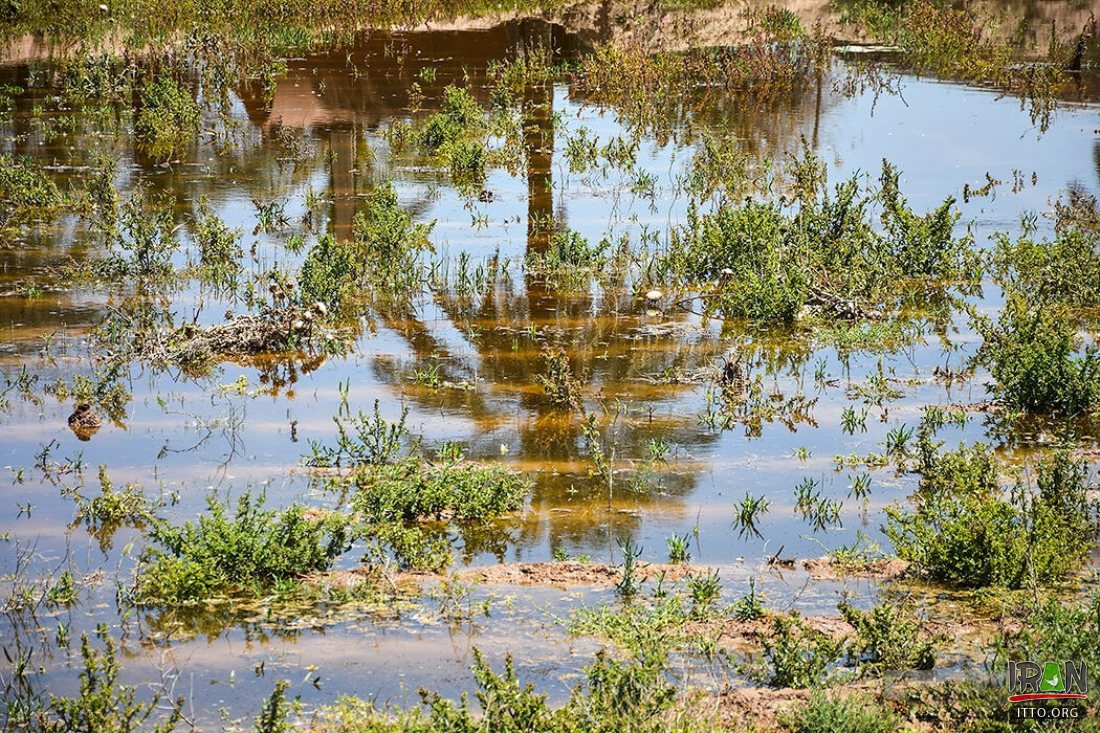 Hoorolazim Wetlands Photo Gallery - Iran Travel and Tourism