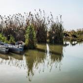 Hoorolazim Wetlands - Hoveyzeh (Khuzestan Province)