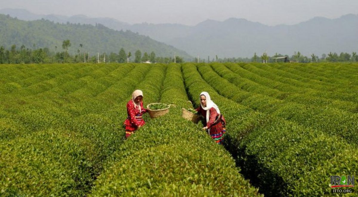 Lahijan - Gilan Province