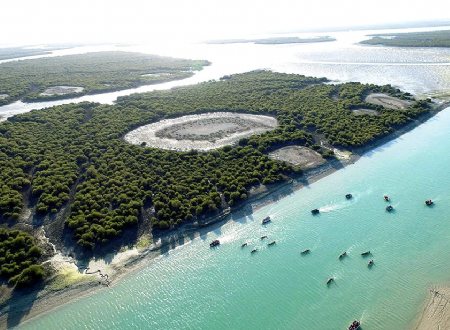 Mangrove forests of Qeshm Island