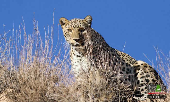 Golestan National Park