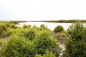 Hara Forest Protected Area in Qeshm Island