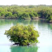 Qeshm Island Mangrove forests - South of Iran