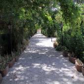 Sadri Garden (Namir) - taft